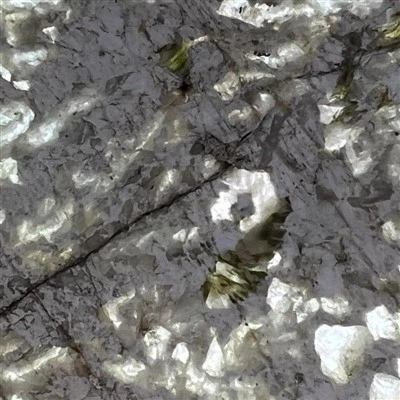 Branco Alpinus